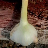 Garlic for planting - Elefant, 3 cloves