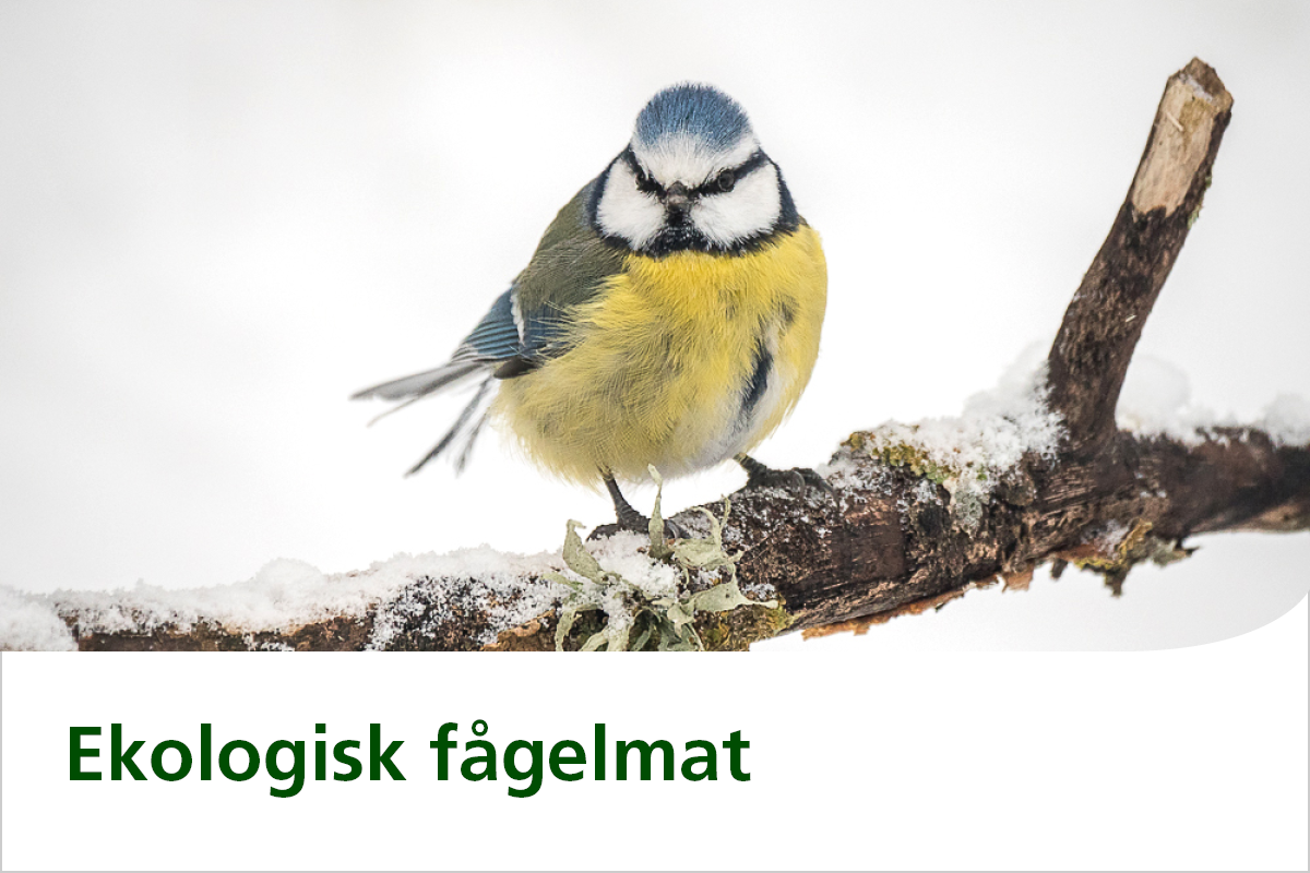 Ekologisk fågelmat Slåttergubben