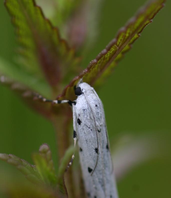 Vilda insekter är fåglarnas bästa fågelmat