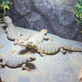 Uromastyx geyri