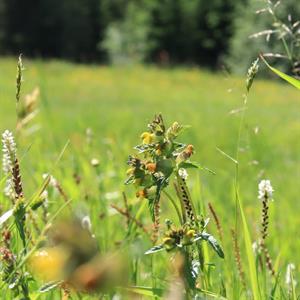 25 Juli - Gärdvallen - Torsby - Värmland