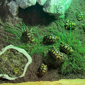 Leopardsköldpadda, Stigmochelys pardalis
