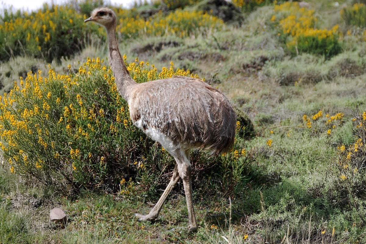 En Rhea-fågel vandrar fram på Cerradosavannen