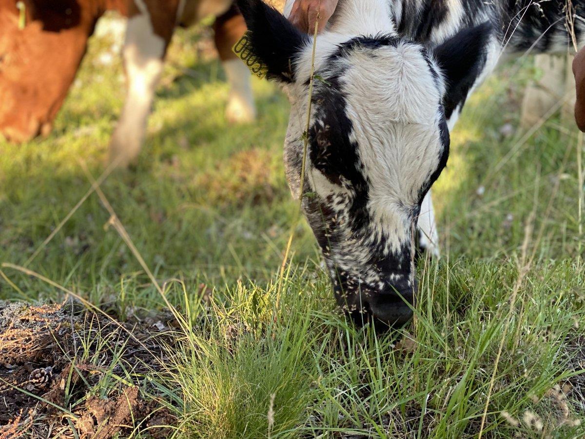 En ko betar naturbetesmark