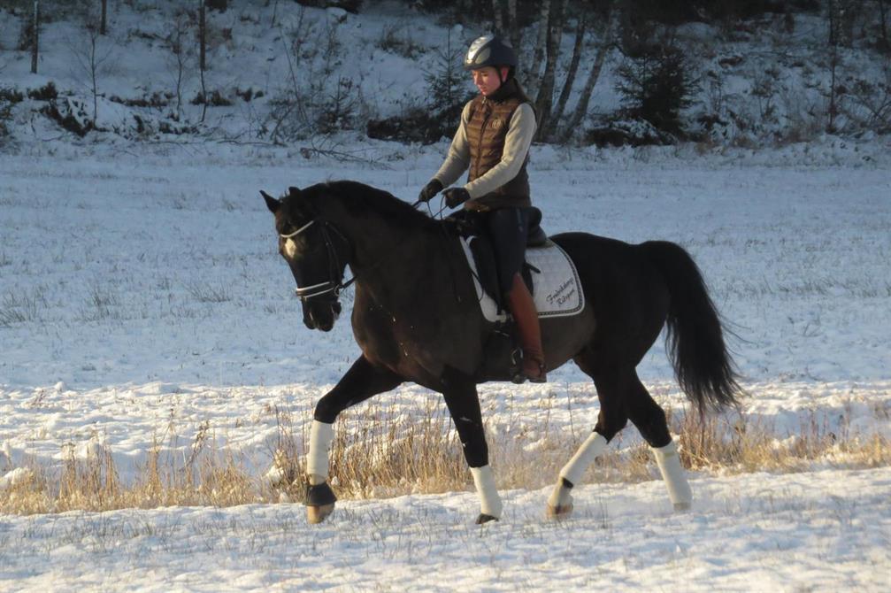 Amigo 5år (f.2010 Ampère - Rubinstein)