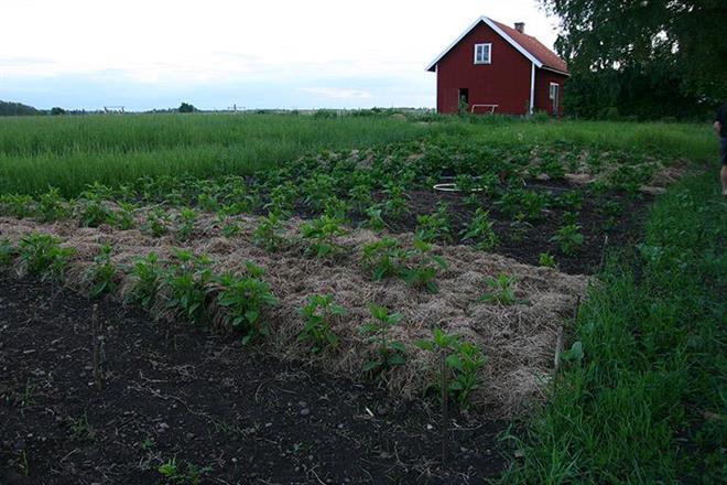 Täckodling i grönsakslandet