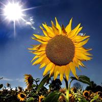 Sunflower - for sowing -25g