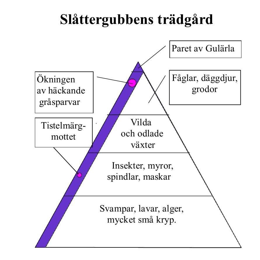 Mer fåglar i trädgården med ekologisk fågelmatning