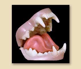 Järv/wolverine tänder, medium