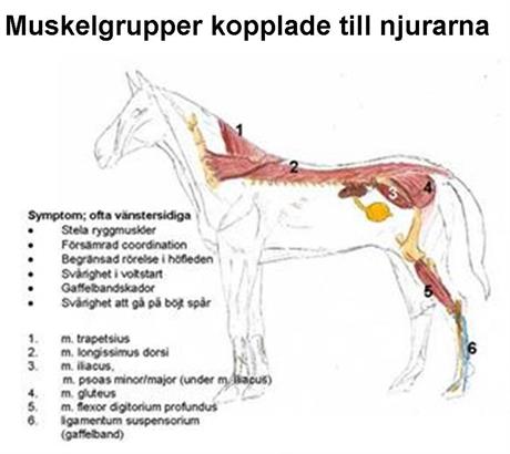 Hästens njurar