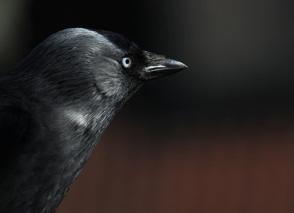 Kajan, intelligent fågel som ofta kommer till fågelbordet