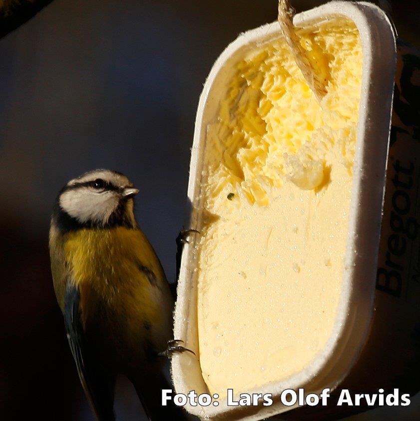 Blåmesen gillar ekologiskt bregott