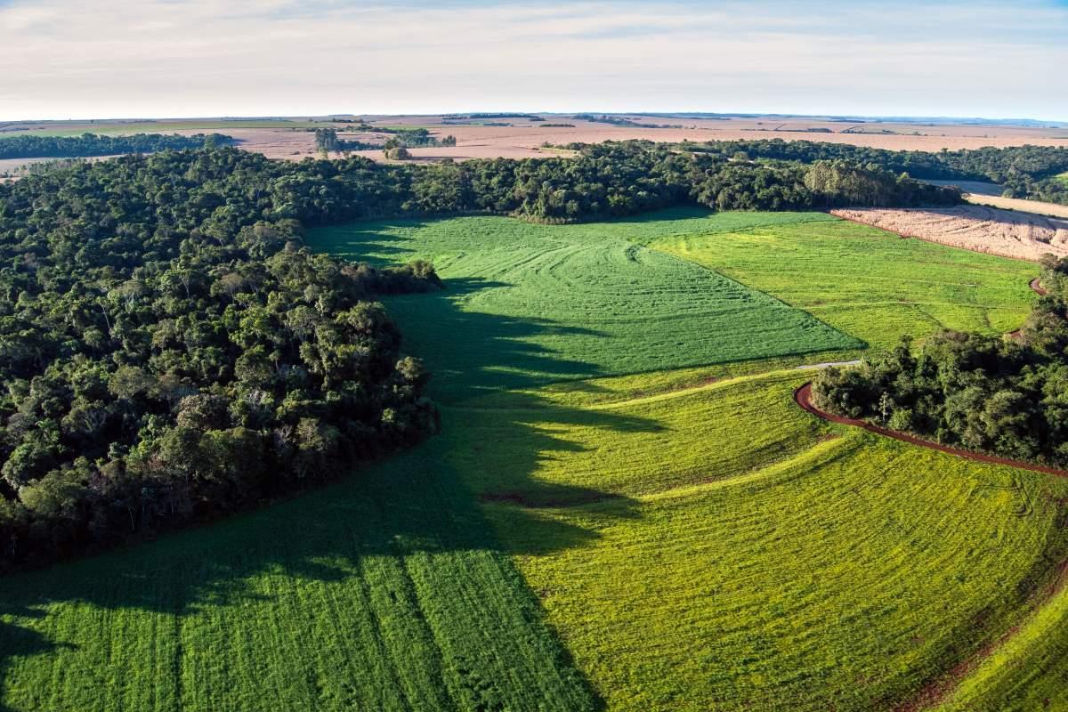 Sojafält bredvid en liten regnskog i Brasilien