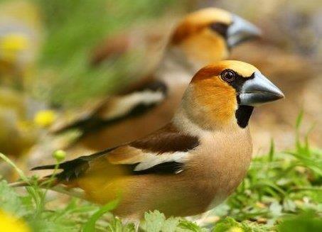 stenknäcken exotisk gäst vid fågelbordet som gillar ekologisk fågelmat