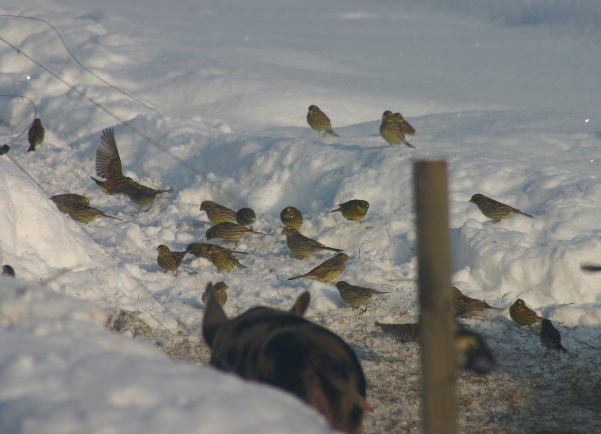 En flock gulsparvar hos en utegris vid mycket snö