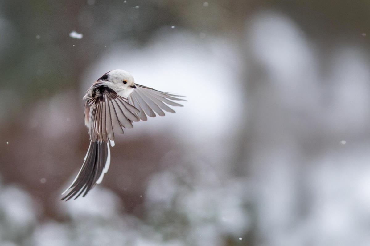 En flygande stjärtmes, ser ut som en älva.