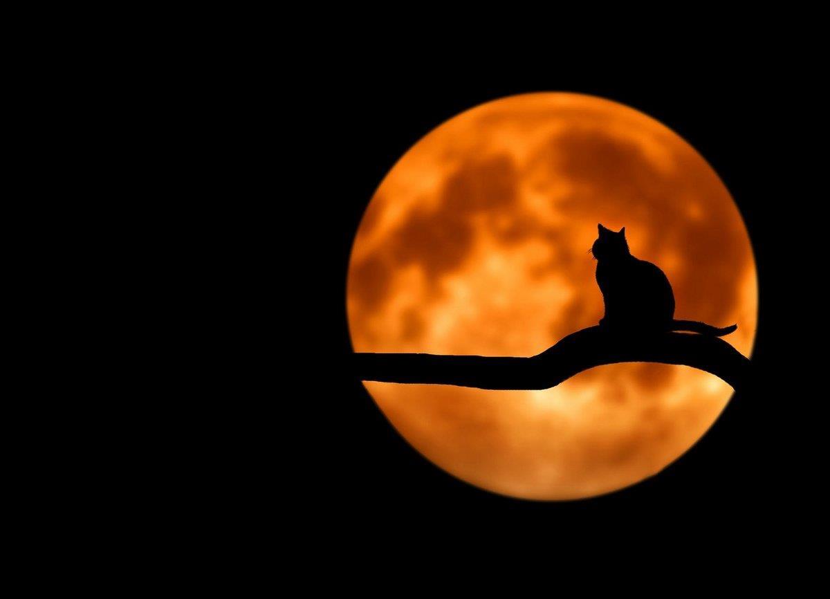 Katt och fullmåne