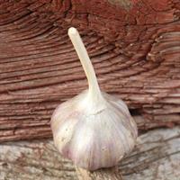 Garlic for planting - Siberian red, 5 cloves