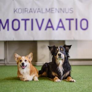 Vapaakortti 1 kuukausi (kesäkausi)