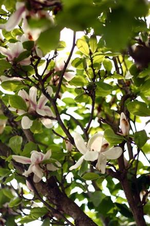 Döbelnsgatan 23, magnolian blommar