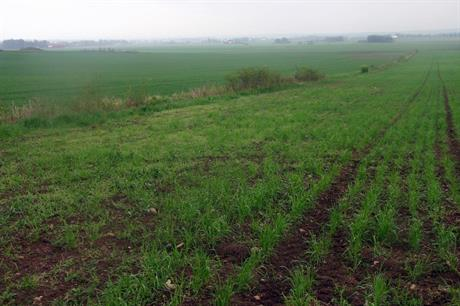 Biodynamic grain field, sparse, light green, and with weeds in it.