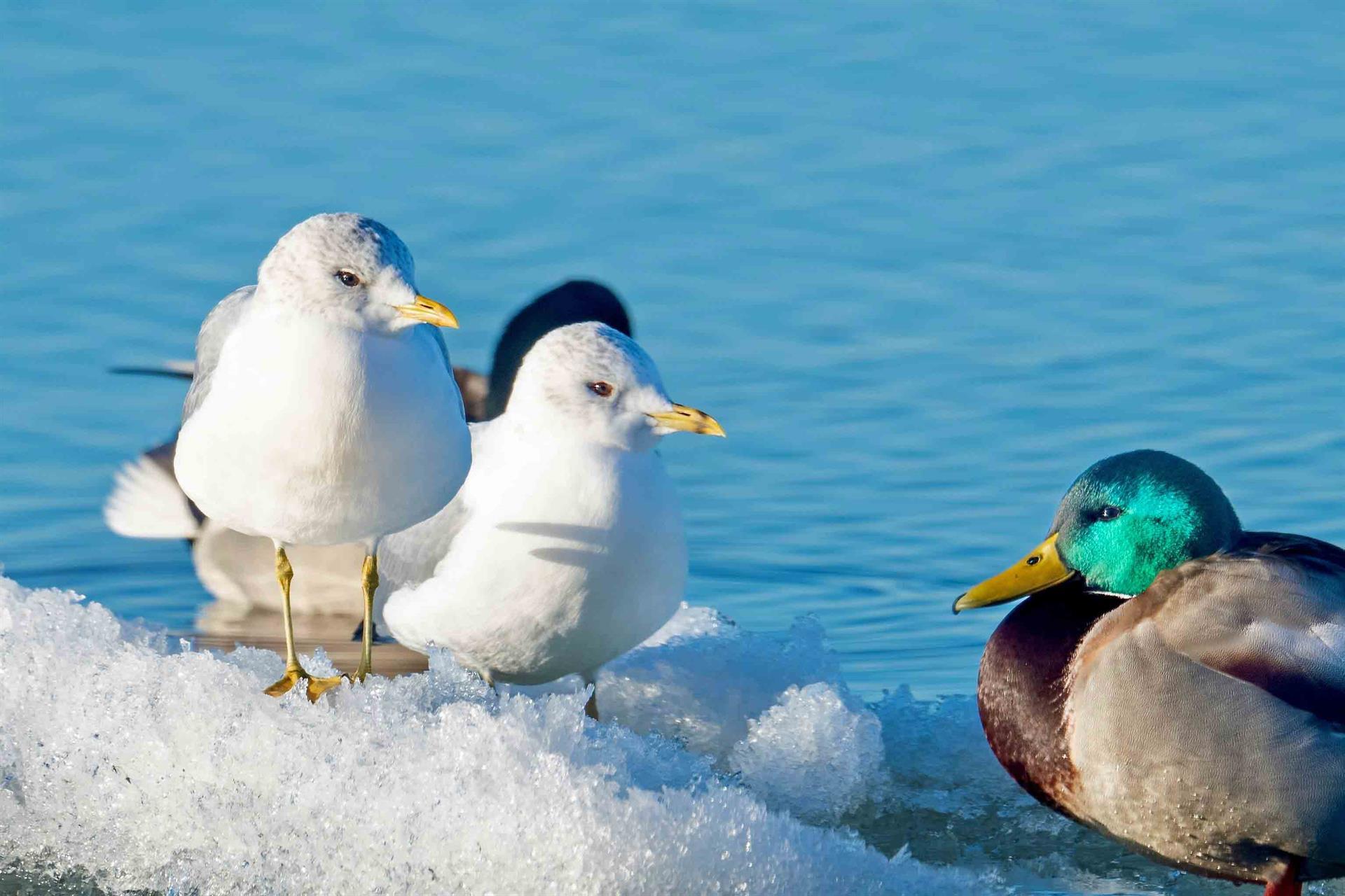 Fiskmåsar och en gräsand. Foto Margareta Karlsson