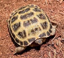 Rysk Stäppsköldpadda, Testudo horsfieldii