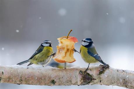 Blåmesar äter äpple