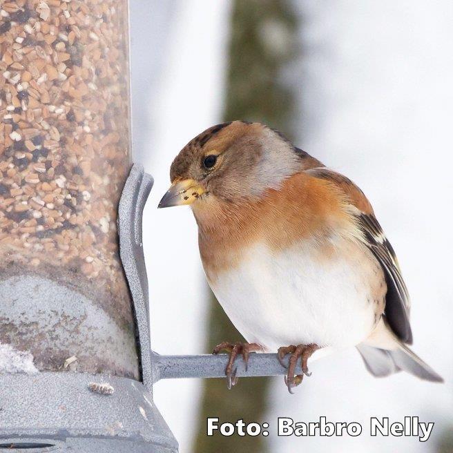 En bergfink äter svenska åkerfrön i en matare