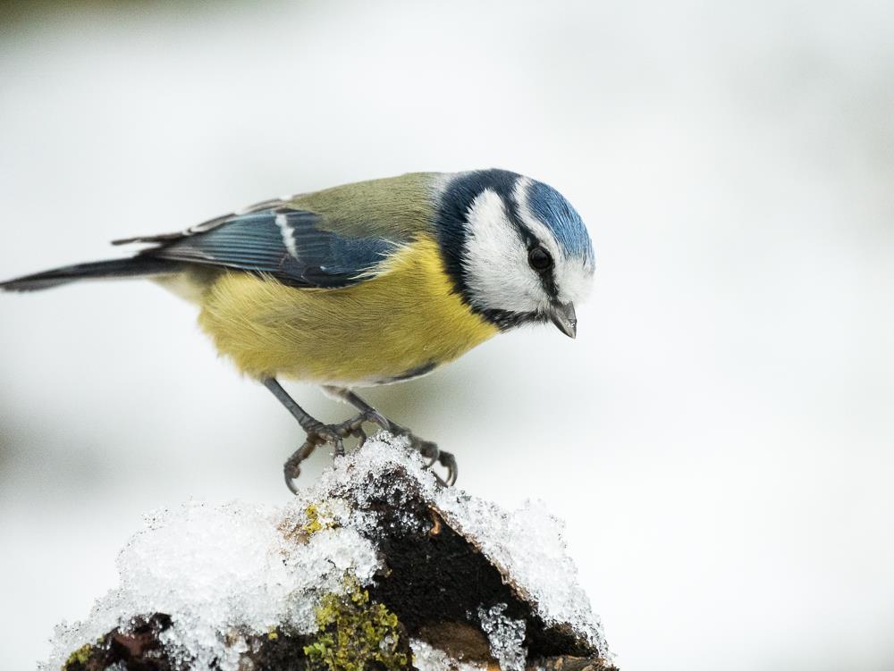 Bilden visar en nyfiken blåmes