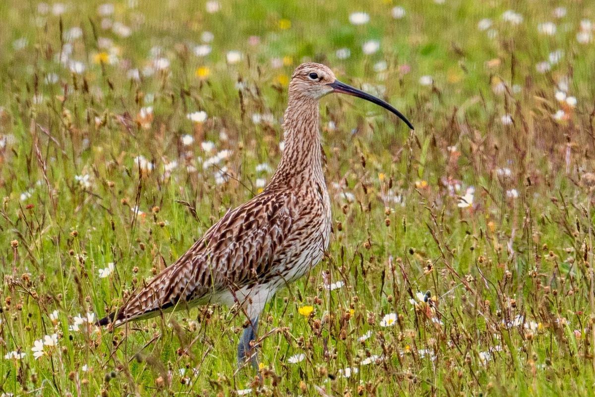 En storspov i en låg äng full av insekter och blommor