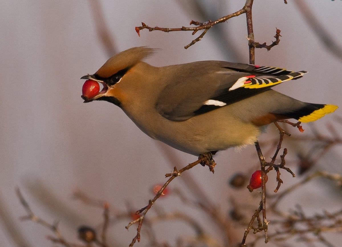 Sidensvansen äter bär o frukt