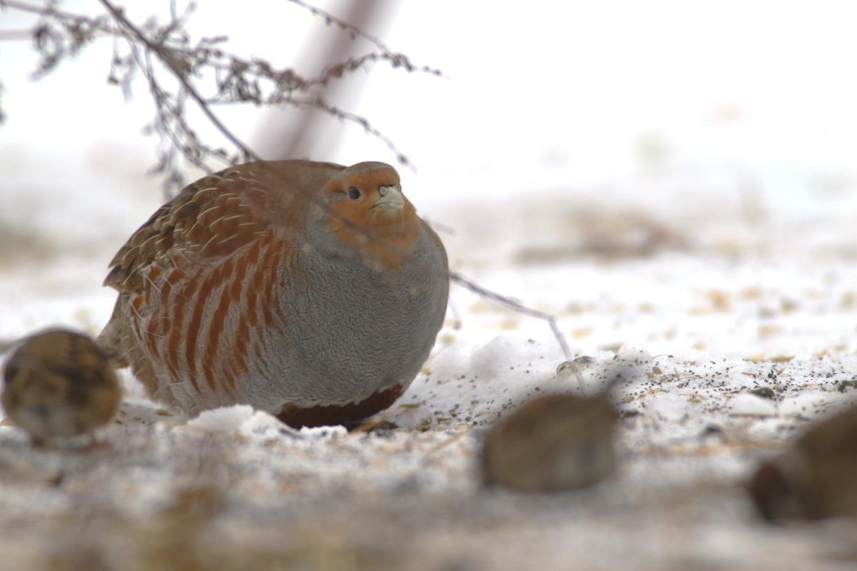 Rapphöna på en snöig åker