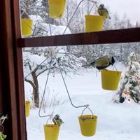 Ferris wheel for birds