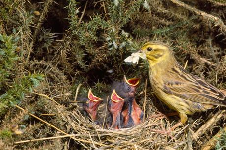 A yellowhammer feeds its chicks a butterfly.