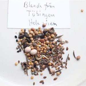 Blomsteräng Tübingen - ?g. Blanda frön