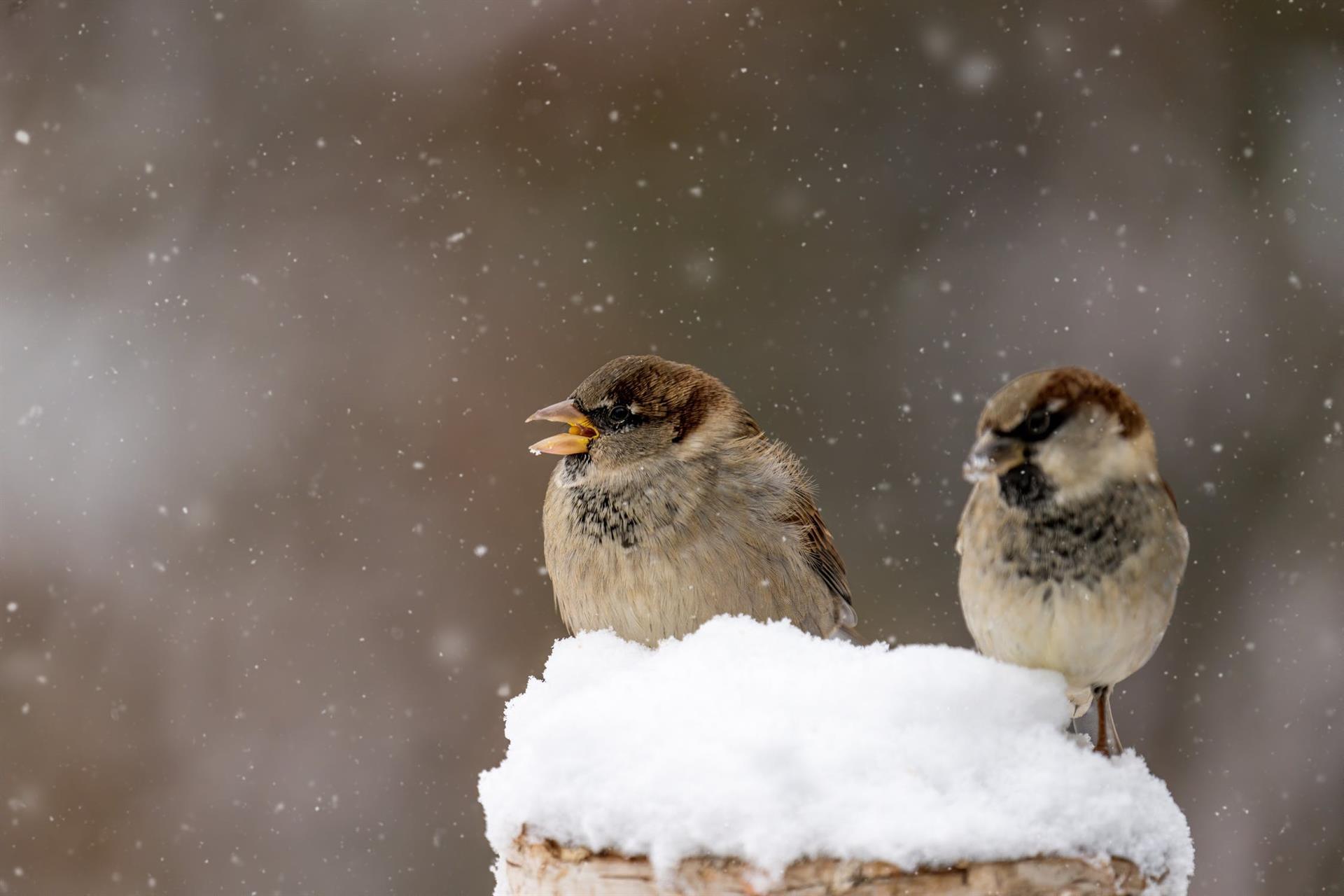 Två småfåglar i snö