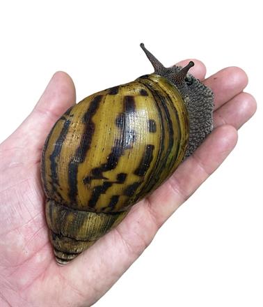 Achatina achatina, Tigersnäcka