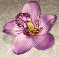 Hårblomma Orkidé  Lila