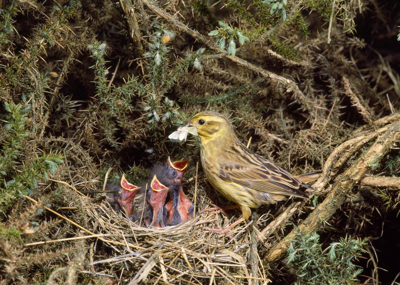 Gulsparv matar sina ungar med insekter