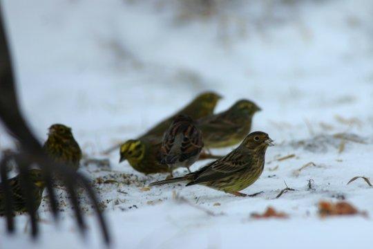 Gulsparvar letar mat i snön