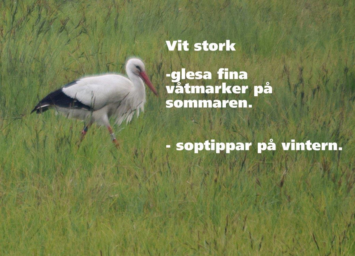 Bilden visar en vit stork i en våtmark