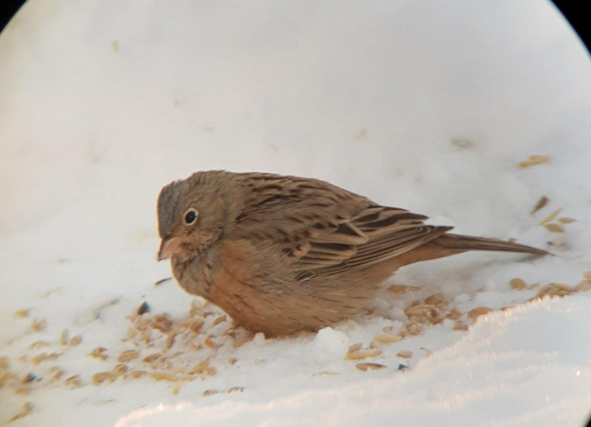 Rostsparven på fågelmatning i Skutskär 2019