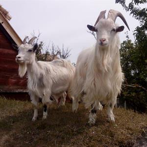 10 Juni - Himmelsberga - Runsten - Öland
