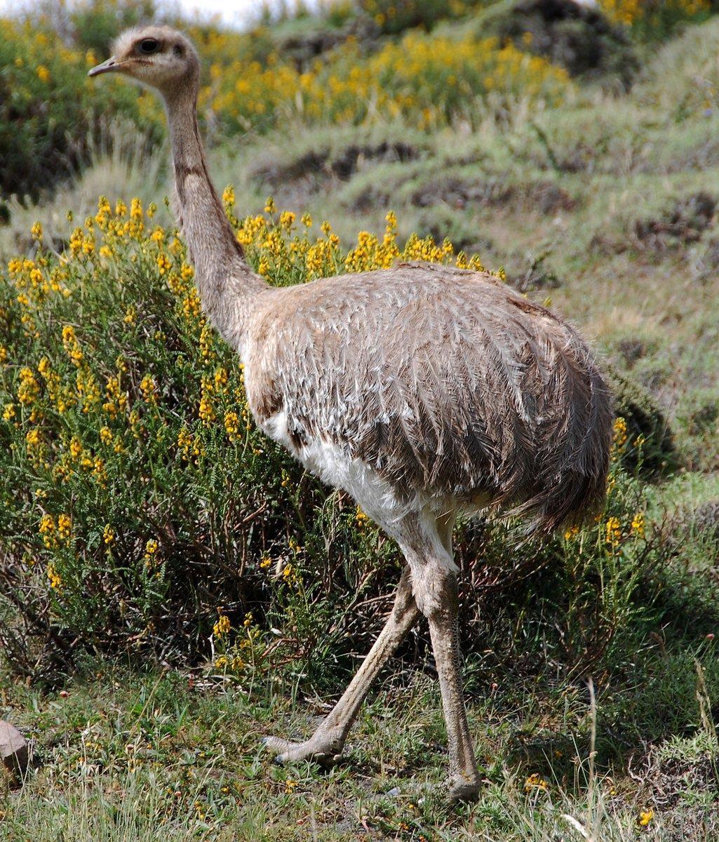 En Rhea-fågel vandrar fram på Cerradosavannen