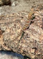 Paroedura picta, Madagascar ground gecko