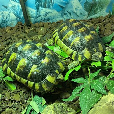 Testudo marginata