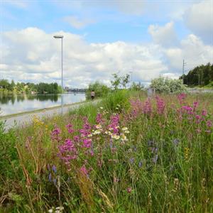 Ängsfrön Norrlandsblandning - 30g. Norrlands Blomsteräng