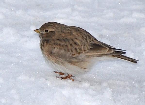 Dvärglärkan som dök upp på fågelbord i norrland