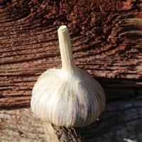 Garlic for planting - Leningradski, 5 cloves